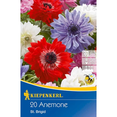 Anemone 'St.Brigid' szellőrózsa