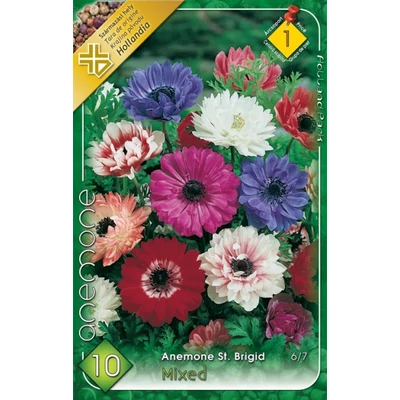 Anemone 'St. Brigid' - Teltvirágú koronás szellőrózsa (színkeverék)