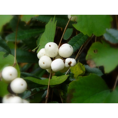 Symphoricarpos albus – Fehér Hóbogyó