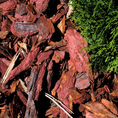 Vörösfenyő kéreg nagy szemű (2-10 cm)