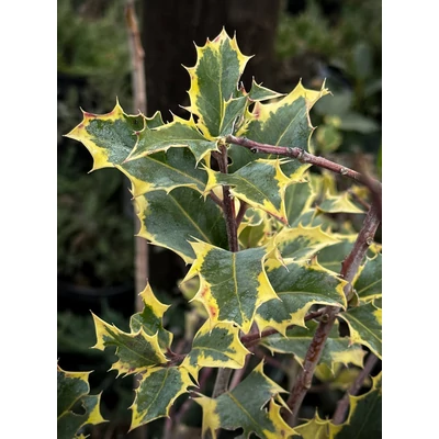 Ilex aquifolium 'Madame Briot' – Közönséges magyal