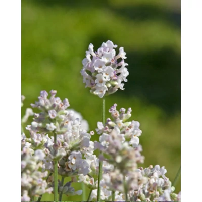 Lavandula angustifolia 'Aromatico Silver' - Angol levendula, keskenylevelű levendula, orvosi levendula, közönséges levendula