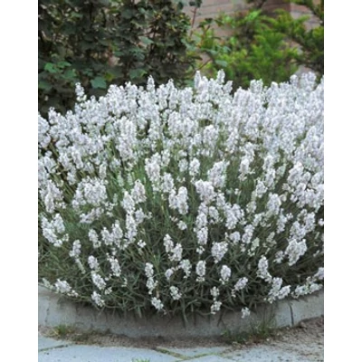 Lavandula x intermedia 'Edelweiss' - Provanszi vagy hibrid levendula (lavandin)