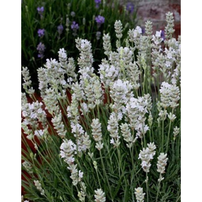 Lavandula angustifolia 'Ellagance Snow' - Angol levendula, keskenylevelű levendula, orvosi levendula, közönséges levendula