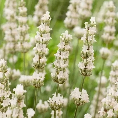 Lavandula x intermedia 'Exceptional' ® – Provanszi vagy hibrid levendula