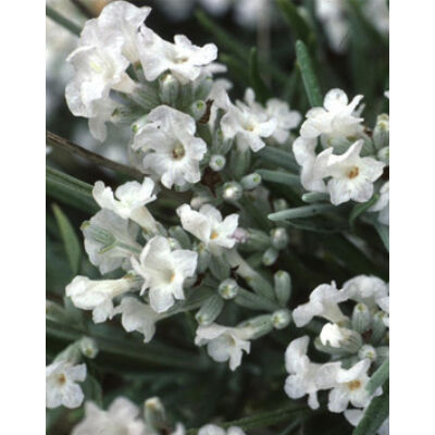Lavandula angustifolia 'Nana alba' - Fehér közönséges levendula