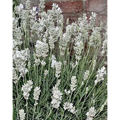 Lavandula x intermedia 'Silbermöwe' - Fehér provánszi levendula