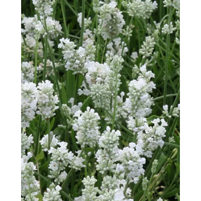 Lavandula angustifolia 'White Scent' - Angol levendula, keskenylevelű levendula, orvosi levendula, közönséges levendula