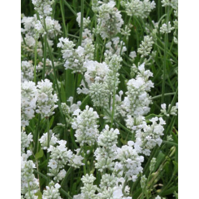 Lavandula angustifolia 'White Scent' - Fehér közönséges levendula