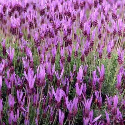 Lavandula stoechas 'Papillon' – Hosszúkocsányú füzéres levendula