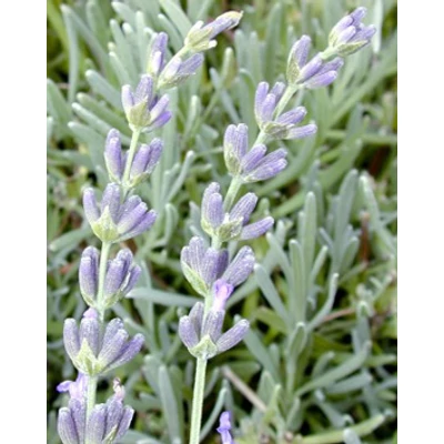 Lavandula x intermedia 'Abrialii' - Liláskék provánszi levendula