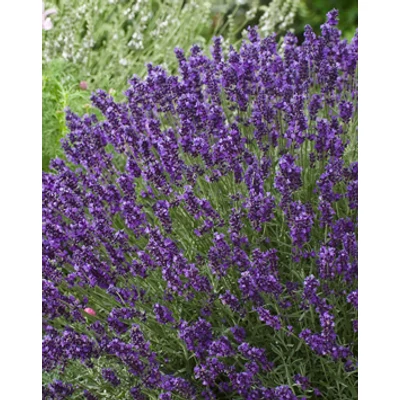 Lavandula angustifolia 'Aromatico Blue' - Angol levendula, keskenylevelű levendula, orvosi levendula, közönséges levendula