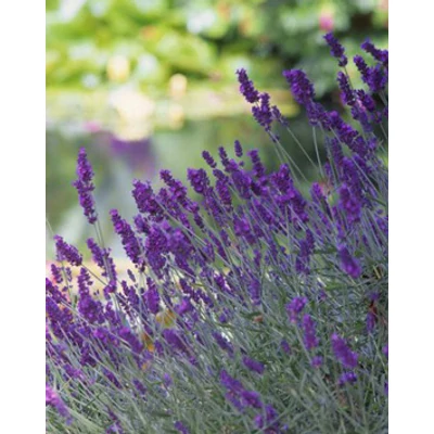 Lavandula angustifolia 'Beate' - Sötét liláskék közönséges levendula