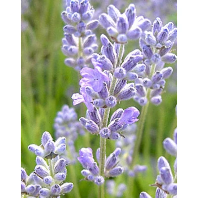 Lavandula angustifolia 'Blue Cushion' - Liláskék közönséges levendula