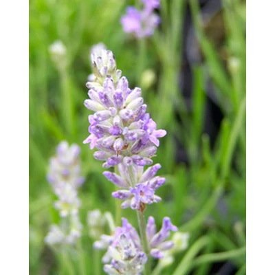 Lavandula angustifolia 'Blue Ice' - Angol levendula, keskenylevelű levendula, orvosi levendula, közönséges levendula