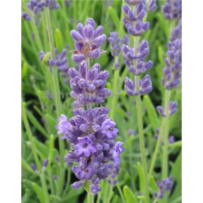 Lavandula angustifolia 'Blue Lance' - Angol levendula, keskenylevelű levendula, orvosi levendula, közönséges levendula