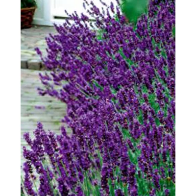 Lavandula angustifolia 'Blue Scent' - Angol levendula, keskenylevelű levendula, orvosi levendula, közönséges levendula