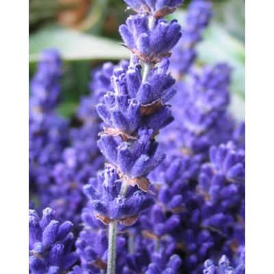 Lavandula angustifolia 'Cedar Blue' - Angol levendula, keskenylevelű levendula, orvosi levendula, közönséges levendula
