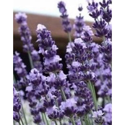 Lavandula angustifolia 'Contrast' - Angol levendula, keskenylevelű levendula, orvosi levendula, közönséges levendula