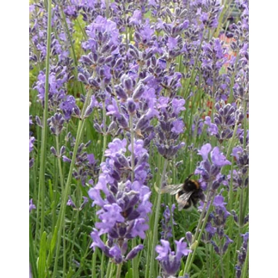 Lavandula angustifolia 'Dwarf  Blue' - Angol levendula, keskenylevelű levendula, orvosi levendula, közönséges levendula