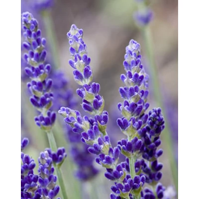 Lavandula angustifolia 'Elizabeth' - Angol vagy közönséges levendula