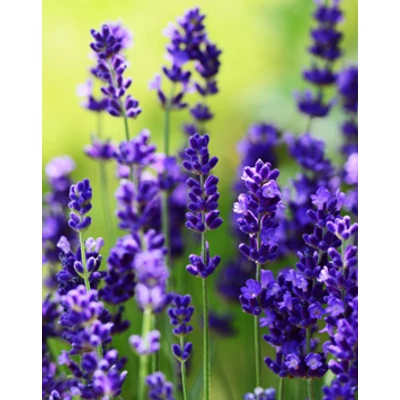 Lavandula angustifolia 'Ellagance Purple' - Liláskék közönséges levendula
