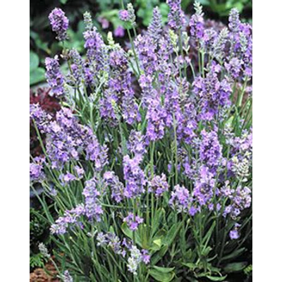 Lavandula angustifolia 'Ellagance Sky' - Angol levendula, keskenylevelű levendula, orvosi levendula, közönséges levendula