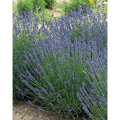 Lavandula angustifolia 'Essence Purple' - Angol levendula, keskenylevelű levendula, orvosi levendula, közönséges levendula