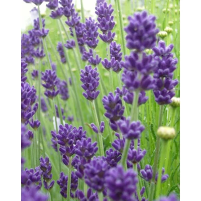 Lavandula angustifolia 'Folgate' - Angol levendula, keskenylevelű levendula, orvosi levendula, közönséges levendula