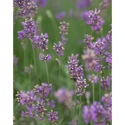 Lavandula x intermedia 'Fragrant Memories' - Liláskék provánszi levendula