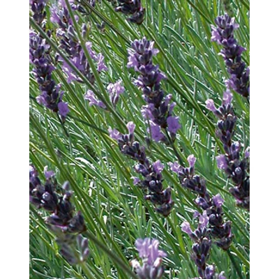 Lavandula x intermedia 'Fred Boutin' - Sötét liláskék provánszi levendula