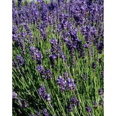 Lavandula x intermedia 'Grosso' - Sötét liláskék provánszi levendula
