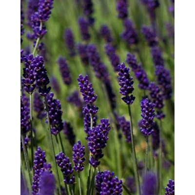 Lavandula angustifolia 'Hidcote' (syn.: 'Hidcote Blue', 'Hidcote Purple') - Angol levendula, keskenylevelű levendula, orvosi levendula, közönséges levendula