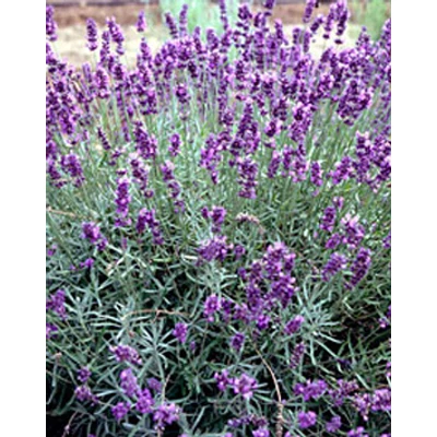 Lavandula angustifolia 'Imperial Gem' - Angol levendula, keskenylevelű levendula, orvosi levendula, közönséges levendula