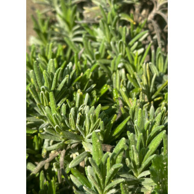 Lavandula angustifolia 'Cuba'® – Közönséges levendula