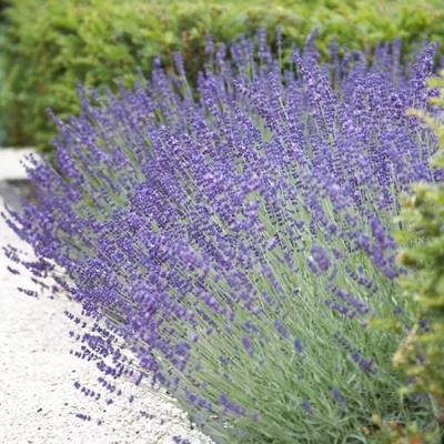 Lavandula angustifolia 'Vera' - Angol levendula, keskenylevelű levendula, orvosi levendula, közönséges levendula