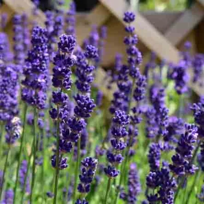 Lavandula angustifolia 'Havana'® – Angol levendula, keskenylevelű levendula, orvosi levendula, közönséges levendula