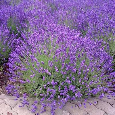 Lavandula angustifolia  – Közönséges levendula