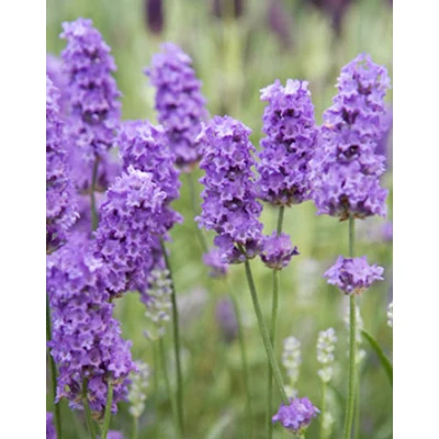 Lavandula angustifolia 'Lavenite Petite' - Angol levendula, keskenylevelű levendula, orvosi levendula, közönséges levendula