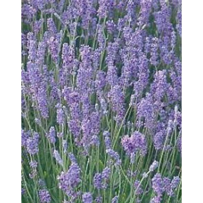 Lavandula angustifolia 'Little Lady' - Világos liláskék közönséges levendula