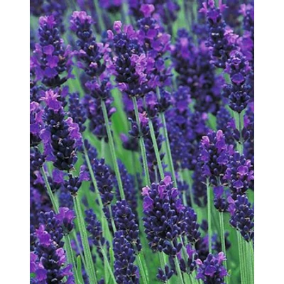 Lavandula angustifolia 'Loddon Blue' - Angol levendula, keskenylevelű levendula, orvosi levendula, közönséges levendula