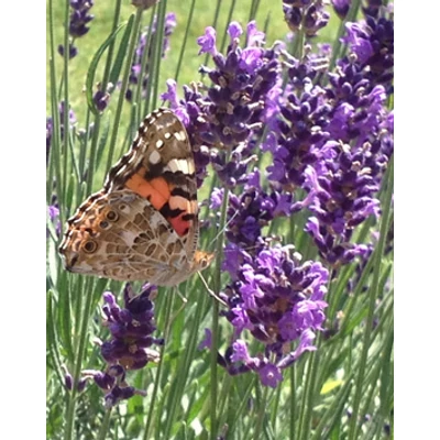 Lavandula - Magyar levendula