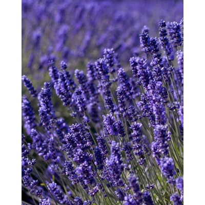 Lavandula angustifolia 'Maillette' - Liláskék közönséges levendula