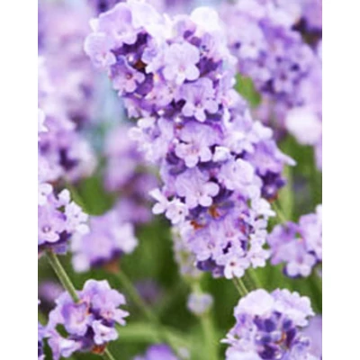 Lavandula angustifolia 'Melissa Lilac' - Liláskék közönséges levendula