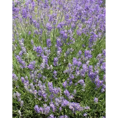 Lavandula angustifolia 'Middachten' - Angol levendula, keskenylevelű levendula, orvosi levendula, közönséges levendula