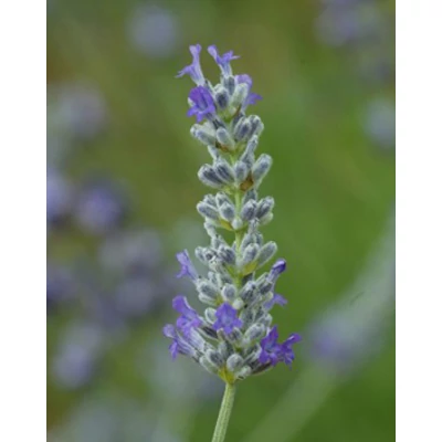Lavandula x chaytorae 'Molten Silver' Sötét liláskék hibrid levendula