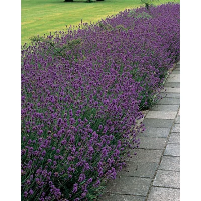 Lavandula angustifolia 'Munstead' - Sötét liláskék  közönséges levendula