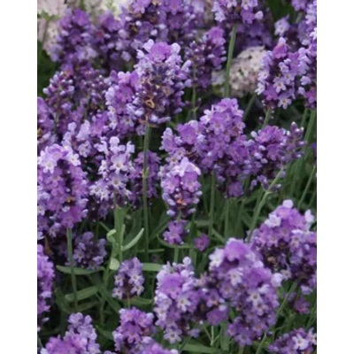 Lavandula angustifolia 'Peter Pan' - Sötét liláskék  közönséges levendula