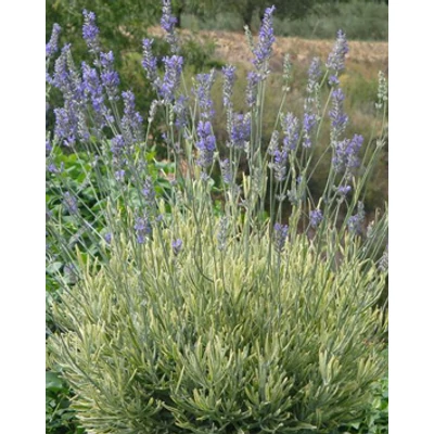 Lavandula x intermedia 'Platinum Blonde' - Liláskék provánszi levendula