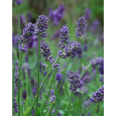 Lavandula x intermedia 'Provence' - Halványkék provánszi levendula